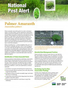 Informative document about Palmer Amaranth (Amaranthus palmeri), a significant agricultural pest, including identification features, management practices, and recommendations for purchasing seeds for control.