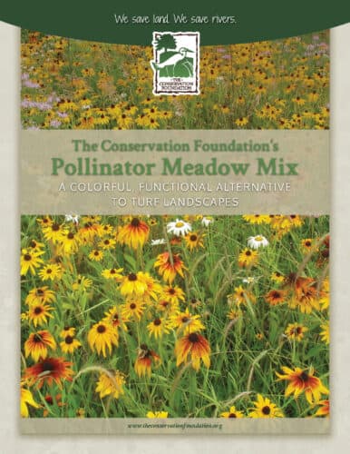 Colorful wildflowers in a meadow, showcasing the Conservation Foundation's Pollinator Meadow Mix, a sustainable alternative to traditional turf landscapes. The image emphasizes biodiversity and the importance of pollinators in natural ecosystems.