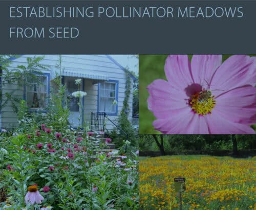Image depicting the establishment of pollinator meadows from seed, featuring a vibrant garden with various flowering plants, a close-up of a bee on a pink flower, and a meadow filled with yellow and orange blooms alongside a sign indicating a pollinator habitat.