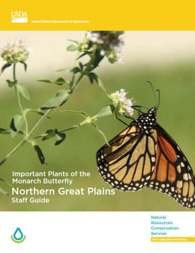 Monarch butterfly perched on a flowering plant, featured in the USDA's guide on important plants for the Monarch Butterfly in the Northern Great Plains. The image highlights the significance of native flora for butterfly conservation.