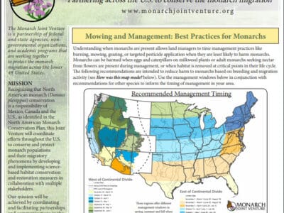 Thumbnail to Mowing & Management: Best Practices for Monarchs. Link opens in a new tab