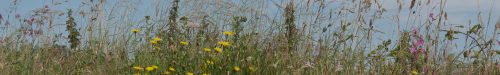 Vibrant wildflowers and tall grasses in a natural landscape, showcasing yellow dandelions and pink blooms against a clear blue sky. Ideal for nature enthusiasts and gardening inspiration.