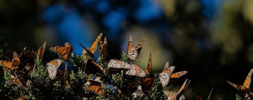 A vibrant cluster of monarch butterflies resting on lush green foliage, showcasing their distinctive orange and black wings against a blurred natural background.