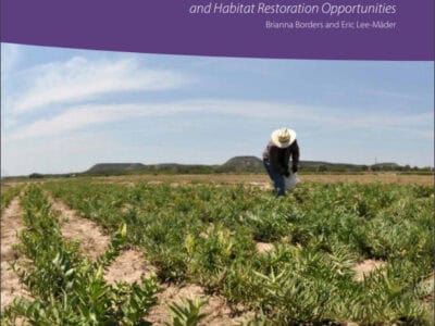 Person tending to a field of milkweed plants, highlighting conservation practices in plant ecology and habitat restoration. The guide covers seed production methods and opportunities for enhancing biodiversity, published by The Xerces Society for Invertebrate Conservation.