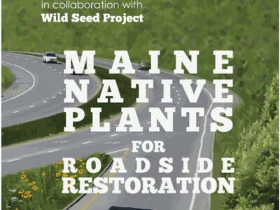 MaineDOT and Wild Seed Project collaboration promoting the use of Maine native plants for effective roadside restoration, featuring a winding highway surrounded by greenery and wildflowers.