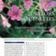 Close-up image of pink sticky geranium flowers (Geranium viscosissimum) with the title "Factors and Benefits in the Establishment of Modest-Sized Wildflower Plantings: A Review" by James H. Aldrich. The image features lush green foliage and highlights the importance of wildflower plantings for ecological benefits.