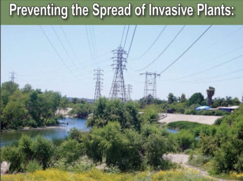 Image of a riverbank surrounded by lush green vegetation and power lines, illustrating the importance of preventing the spread of invasive plants in natural habitats.
