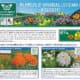 Informative infographic detailing milkweed species native to Arkansas, Louisiana, and Mississippi, highlighting their importance as habitat for monarch butterflies. Features illustrations of Butterfly milkweed (A. tuberosa) and Redring milkweed (A. variegata), with descriptions of plant characteristics, habitats, and blooming periods. Key information includes plant height, leaf shape, and soil preferences, aimed at aiding recognition of common milkweed species found in roadside environments.