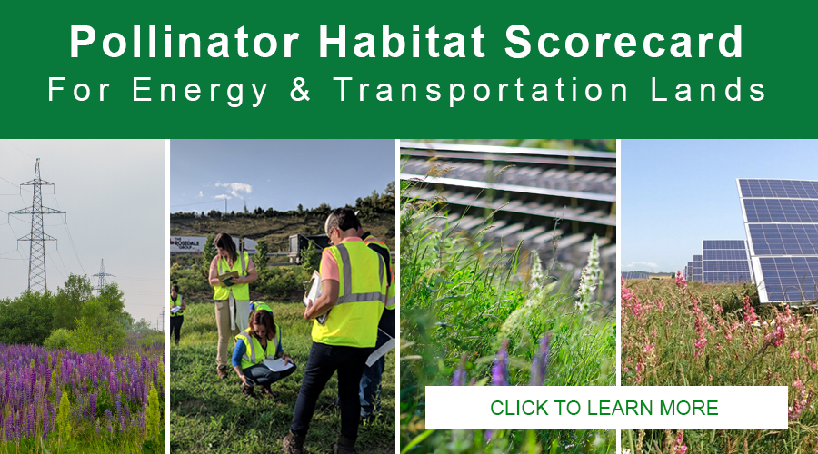 Pollinator Habitat Scorecard image