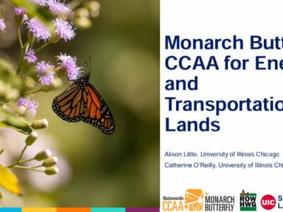 Monarch butterfly perched on purple flowers, illustrating the importance of pollinators in energy and transportation landscapes, part of the CCAA initiative by the University of Illinois Chicago.