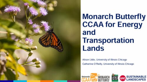 Monarch butterfly perched on purple flowers, illustrating the importance of pollinators in energy and transportation landscapes, part of the CCAA initiative by the University of Illinois Chicago.