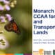 Monarch butterfly perched on purple flowers, illustrating the importance of pollinators in energy and transportation landscapes, part of the CCAA initiative by the University of Illinois Chicago.