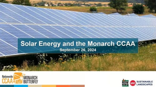 Solar panels in a field with wildflowers, promoting sustainable energy solutions for the Monarch Butterfly CCAA initiative, scheduled for September 26, 2024.