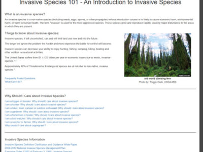 Alt text: A dense forest featuring old world climbing ferns, illustrating the impact of invasive species on ecosystems. The image highlights the importance of understanding and managing invasive plant species to protect native habitats.