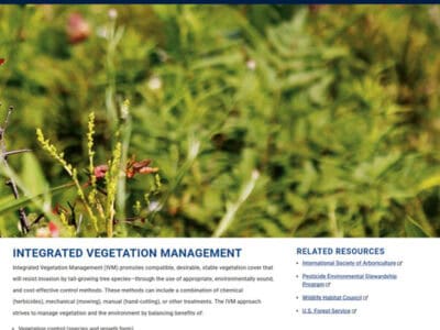 Close-up of diverse vegetation illustrating Integrated Vegetation Management (IVM) practices at Penn State, highlighting the balance of vegetation control, economic factors, and environmental quality in ecological research.