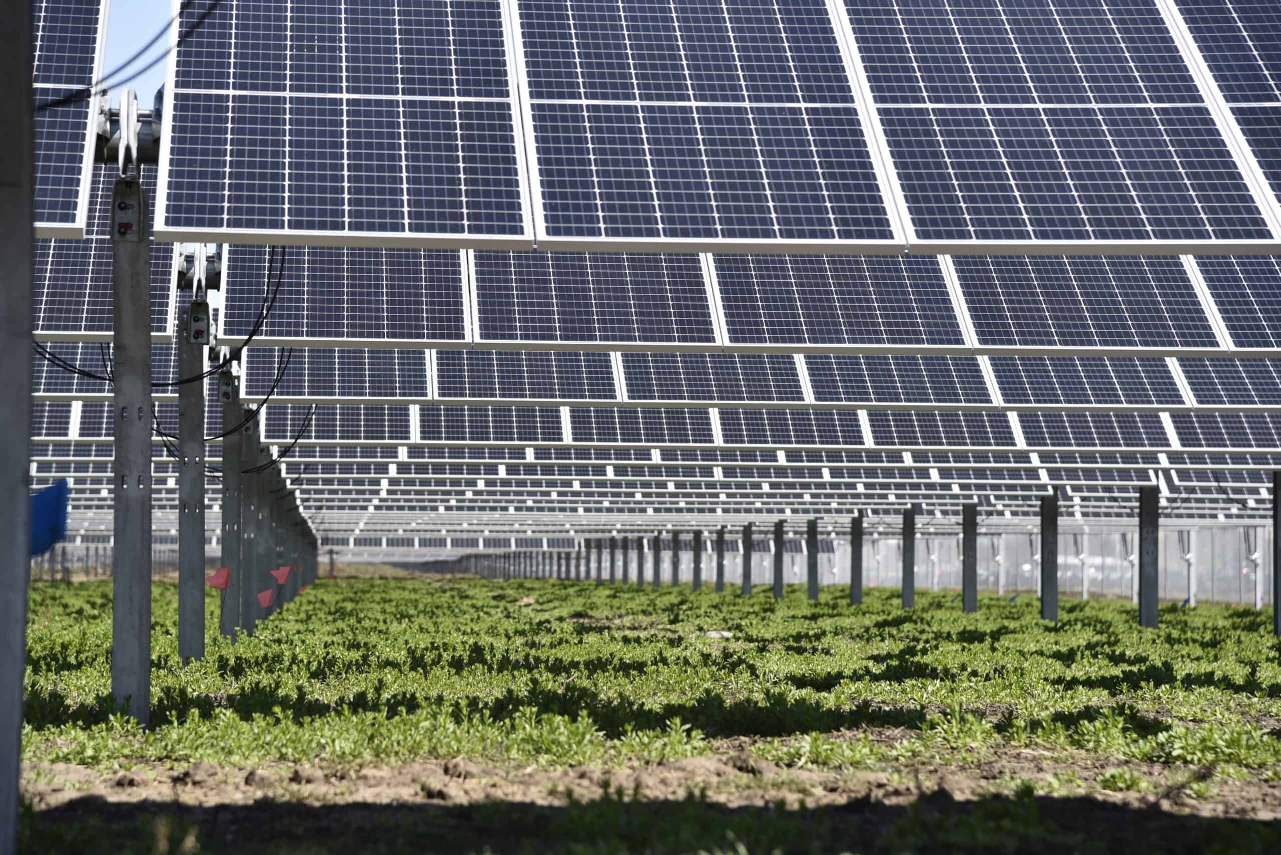 Solar panels arranged in rows above a green field, showcasing sustainable energy production and land use for agriculture.