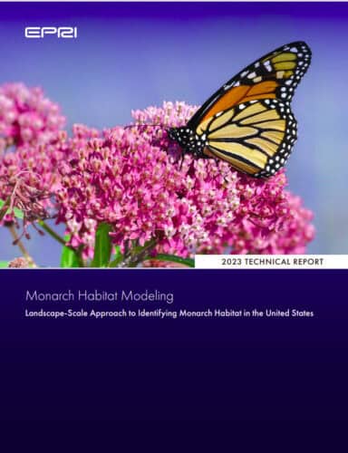 Monarch butterfly resting on pink flowers, featured in the 2023 technical report on Monarch habitat modeling, detailing a landscape-scale approach to identifying suitable habitats for Monarchs in the United States.