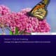 Monarch butterfly resting on pink flowers, featured in the 2023 technical report on Monarch habitat modeling, detailing a landscape-scale approach to identifying suitable habitats for Monarchs in the United States.