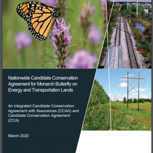 Thumbnail to Monarch CCAA for Energy and Transportation Lands. Opens link in a new tab.