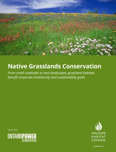 Vibrant native grassland scene showcasing diverse wildflowers under a clear blue sky, emphasizing the importance of grasslands for biodiversity and corporate sustainability initiatives. The image highlights the theme of native grasslands conservation.