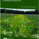 Cover image of "Organic Site Preparation for Wildflower Establishment" featuring a vibrant meadow filled with various wildflowers, promoting biodiversity and sustainable practices in landscaping. The Xerces Society for Invertebrate Conservation is highlighted, emphasizing the importance of organic methods for ecological restoration.