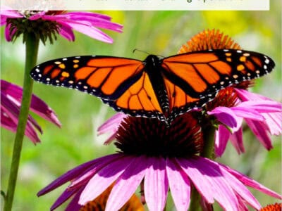 Monarch butterfly perched on vibrant purple coneflowers, highlighting best management practices for enhancing monarch and pollinator habitats in grazing operations.