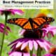 Monarch butterfly perched on vibrant purple coneflowers, highlighting best management practices for enhancing monarch and pollinator habitats in grazing operations.