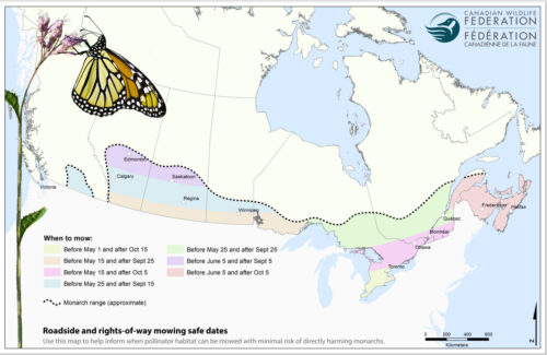 Map illustrating safe mowing dates for roadside and rights-of-way areas in Canada to protect monarch butterflies. The map highlights different regions with color-coded dates indicating when mowing can occur with minimal risk to pollinator habitats. An approximate monarch range is marked, along with major cities such as Calgary, Edmonton, Winnipeg, and Montreal.