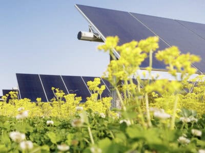 Solar panels installed in a green field with vibrant yellow flowers and lush greenery, showcasing renewable energy integration with nature.