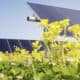 Solar panels installed in a green field with vibrant yellow flowers and lush greenery, showcasing renewable energy integration with nature.