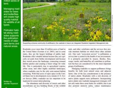 Alt text: A vibrant roadside in Iowa showcasing a diverse community of wildflowers, illustrating the importance of managing roadsides as habitats for bees and butterflies. The image emphasizes the ecological benefits of supporting pollinators and the role of roadside vegetation in connecting wildlife habitats.