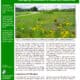 Alt text: A vibrant roadside in Iowa showcasing a diverse community of wildflowers, illustrating the importance of managing roadsides as habitats for bees and butterflies. The image emphasizes the ecological benefits of supporting pollinators and the role of roadside vegetation in connecting wildlife habitats.