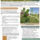 Infographic on milkweed toxicity to livestock, highlighting the decline of monarch butterfly populations and the risks posed by milkweed ingestion. It includes information on the toxicity levels in livestock, management recommendations, and the importance of preserving milkweed for environmental sustainability.