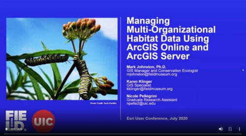 Caterpillars on a milkweed plant, showcasing their natural habitat, with a presentation titled 