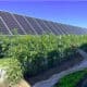 A farmer points towards thriving tomato plants growing under solar panels in a sustainable agricultural setup, showcasing the integration of renewable energy in farming practices.