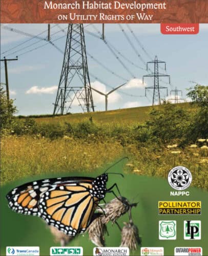 Monarch butterfly perched on wildflowers in a utility right-of-way, with power lines and wind turbines in the background, highlighting habitat development for pollinators in the Southwest region.