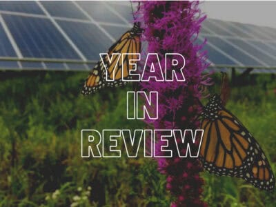 Monarch butterflies perched on vibrant purple flowers in front of solar panels, symbolizing sustainability and biodiversity in a year in review theme.
