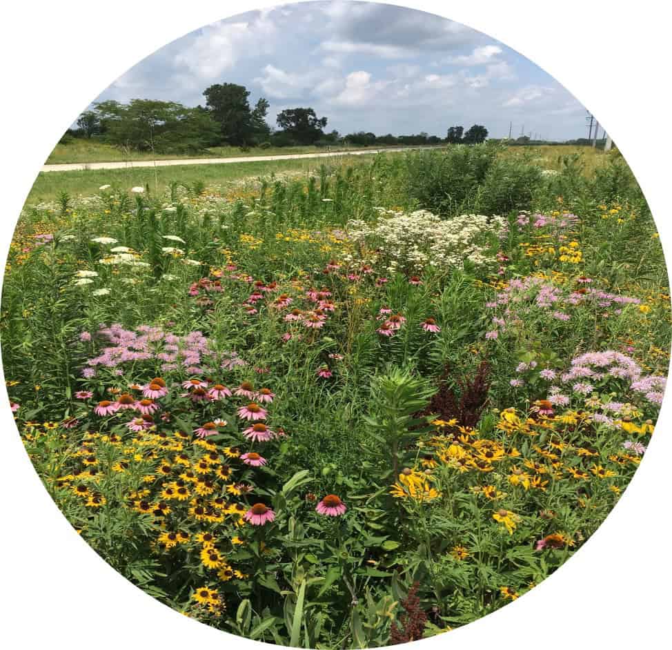 gROWing Chicago Habitat RightsofWay as Habitat Working Group