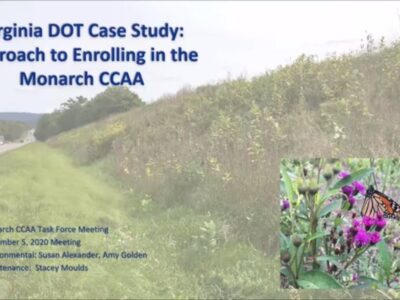 Virginia DOT case study presentation on enrolling in the Monarch Candidate Conservation Agreement with Assurances (CCAA), featuring a roadside habitat and a close-up of a monarch butterfly on purple flowers, discussed during the Monarch CCAA Task Force Meeting on November 5, 2020.