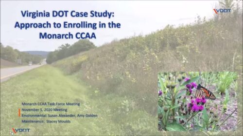 Virginia DOT case study presentation on enrolling in the Monarch Candidate Conservation Agreement with Assurances (CCAA), featuring a roadside habitat and a close-up of a monarch butterfly on purple flowers, discussed during the Monarch CCAA Task Force Meeting on November 5, 2020.