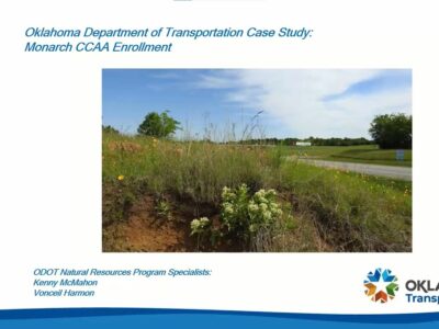 Oklahoma Department of Transportation case study image showcasing Monarch CCAA enrollment, featuring a natural landscape with wildflowers and a highway in the background, highlighting ecological preservation efforts.