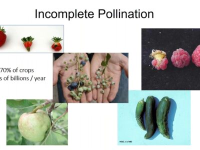 Image depicting the effects of incomplete pollination on various fruits and crops, including strawberries, blueberries, raspberries, apples, and cucumbers. Highlights the statistic that 70% of crops are affected, leading to economic losses in the hundreds of billions annually.