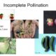 Image depicting the effects of incomplete pollination on various fruits and crops, including strawberries, blueberries, raspberries, apples, and cucumbers. Highlights the statistic that 70% of crops are affected, leading to economic losses in the hundreds of billions annually.