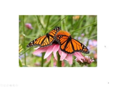 Two vibrant monarch butterflies perched on a pink echinacea flower in a lush garden setting, showcasing their striking orange and black wings amidst green foliage and colorful wildflowers.