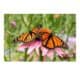Two vibrant monarch butterflies perched on a pink echinacea flower in a lush garden setting, showcasing their striking orange and black wings amidst green foliage and colorful wildflowers.