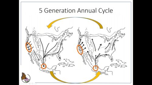 Illustration depicting the 5 Generation Annual Cycle of monarch butterflies across North America, showing migration routes and breeding areas. The map highlights key locations and directional arrows indicating the flow of butterfly populations throughout the year.