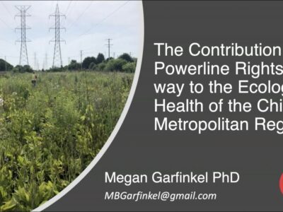 Image of a researcher in a field of wildflowers and tall grasses beneath powerlines, illustrating the ecological study on the impact of powerline rights-of-way on the ecological health of the Chicago Metropolitan Region. The image features a title related to the research by Megan Garfinkel, PhD, from UIC.