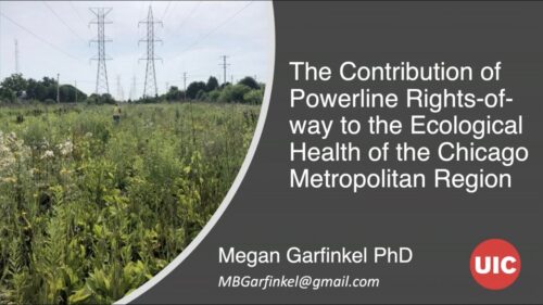 Image of a researcher in a field of wildflowers and tall grasses beneath powerlines, illustrating the ecological study on the impact of powerline rights-of-way on the ecological health of the Chicago Metropolitan Region. The image features a title related to the research by Megan Garfinkel, PhD, from UIC.