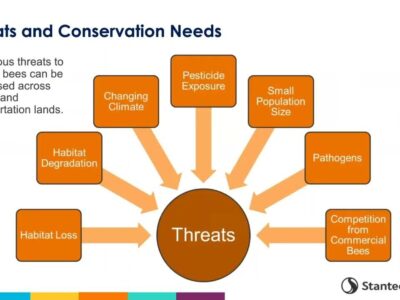 Diagram illustrating threats to bumble bees, including habitat loss, habitat degradation, changing climate, pesticide exposure, small population size, pathogens, and competition from commercial bees. The image emphasizes the need for conservation efforts across energy and transportation lands.