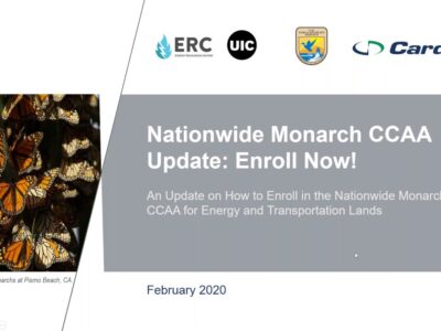 Alt text: A presentation slide titled "Nationwide Monarch CCAA Update: Enroll Now!" featuring an image of monarch butterflies clustering on branches, with logos of ERC, UIC, USFWS, and Cardno. The slide provides information on enrolling in the Nationwide Monarch CCAA for energy and transportation lands, dated February 2020.
